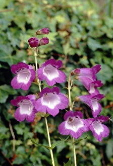Autumn Blooms Drucke: Penstemon Czar