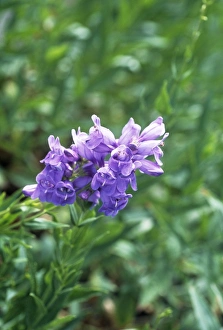 Drought Resistant Plants Drucke: Penstemon (Penstemon venustus)