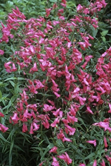 Drought Tolerant Flowers Drucke: Penstemon Schoenholzeri