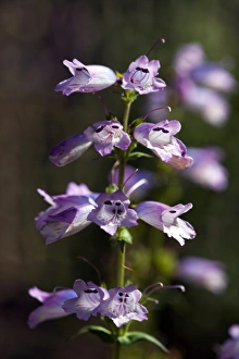 Drought Tolerant Flowers Drucke: Penstemon Strictus