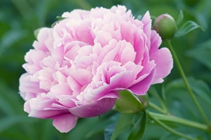 Pink Garden Flowers Drucke: Peony flower