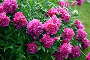 Mohnbeere (Paeonia lactiflora)