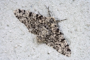 Camouflage In Nature Drucke: Peppered Moth