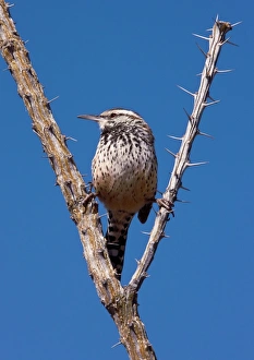 American Southwest Nature Scenes Drucke: A perched Cactus Wren