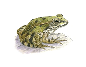 European Green Frog Species Drucke: Perezs frog, artwork