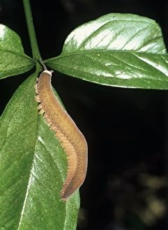 Drucke von Peripatus oder weiches Wurm (Oroperipatus sp.) auf einer Blätter Bilder Datiert 2005 Juni: Peripatus