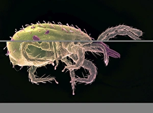 Scanning Electron Micrograph SEM Images Drucke: Persimilis mite, SEM