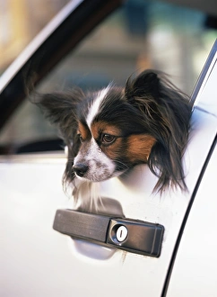 Drucke von Hund im Auto mit dem Kopf aus dem Fenster stehend Bilder Datiert 2007 Januar: Haustierhund