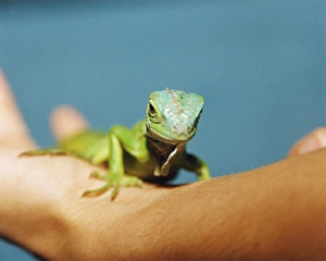 Tropical Reptiles Drucke: Pet iguana