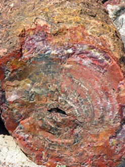 Petrified Tree Trunk Drucke: Petrified tree trunk