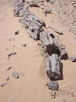 Bilder Datiert 10. März 2011: Versteinertes Baumstamm, Libyen.