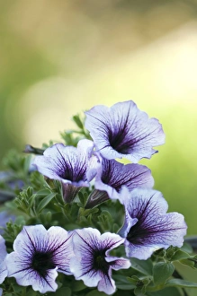 Colorful Garden Blooms Drucke: Petunia sp