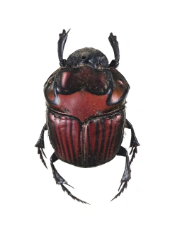 Insect Photography Nature Drucke: Phanaeus dung beetle
