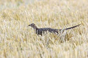 Woodland Birds UK Drucke: Pheasant C018 / 0847