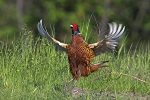 Bird Mating Rituals Drucke: Pheasant displaying C018 / 0826