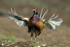 Common Pheasant Behavior Drucke: Pheasant displaying C018 / 9349