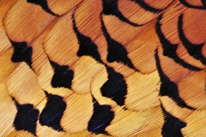 Male Pheasant Plumage Drucke: Pheasant plumage