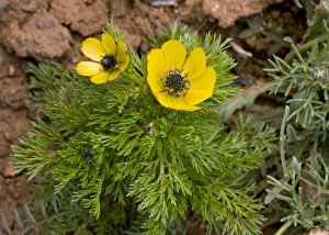 Wildflowers In Springtime Drucke: Pheasants Eye (Adonis microcarpa)