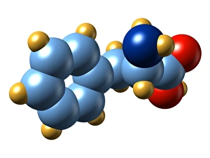 Amino Acid Structure Drucke: Phenylalanine, molecular model