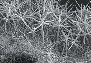 Bilder Datiert 25. Mai 2012: Pflanzenblatt von Phlomis, SEM