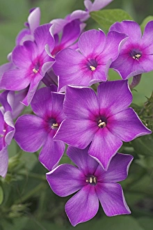 Cut Flower Arrangements Drucke: Phlox paniculata
