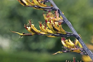 Summer Foliage Photography Drucke: Phormium sp