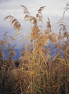Phragmites Australis Drucke: Phragmites australis