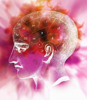 Phrenology Drucke: Phrenology