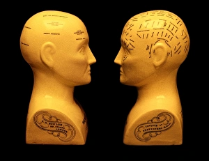 Drucke von Phrenologie-Statuette aus Seitenansicht: Phrenologie war eine beliebte Pseudowissenschaft des 19.Jh.Herzoglich ist die Grundlage für das Theoriegebäude in einer falschen Annahme Bilder Datiert 2004 August: Pfannenstöcke zerbrechen