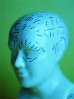 19th Century Science Drucke: Phrenology model