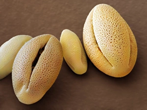 Drucke von Falschfarbene SEM-Bild von Pollen der Kapen-Fuchsie (Phygelius aequalis), die manchmal durch ihre Kultivar 'Gelbe Trompete' bekannt ist Bilder Datiert 2010 Januar: Phygelius aequalis Pollen, SEM
