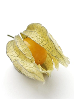 Cape Gooseberry Drucke: Physalis
