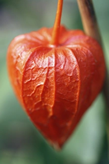 Exotic Fruit Images Drucke: Physalis alkekengi Franchetti