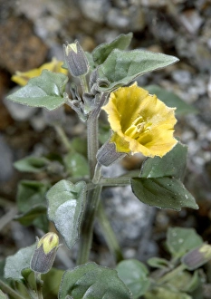 Wildflowers In Summer Drucke: Physalis crassifolia