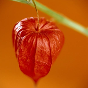 Cape Gooseberry Drucke: Physalis fruit
