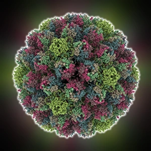 Viral Capsid Structure Drucke: Physalis mottle virus capsid