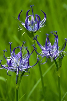 Phyteuma Orbiculare Drucke: Phyteuma orbiculare