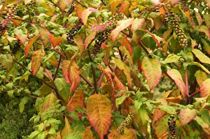 Red Berries In Autumn Drucke: Phytolacca decandra