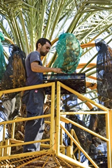 Date Palm Cultivation Drucke: Picking dates with Hydraulic platform
