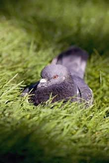 London Wildlife Drucke: Pigeon