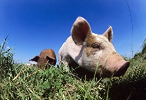 Organic Farming Methods Drucke: Piglet