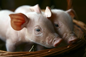 Piglet Photography Drucke: Piglets