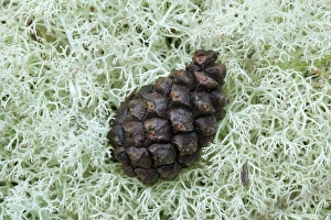 British Wildlife Pictures Drucke: Pine cone on lichen