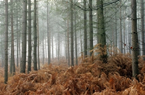 Wälder der Tanne