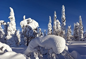 Winter Forest Photography Drucke: Pine forest after heavy snowfall C013 / 9490