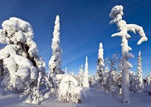 Snow Covered Pine Trees Drucke: Pine forest after heavy snowfall C013 / 9492