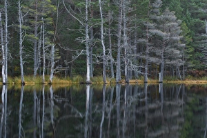 Pine forest, Scotland