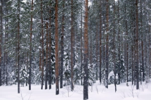 Nordic Winter Landscapes Drucke: Pine forest in snow C013 / 9489