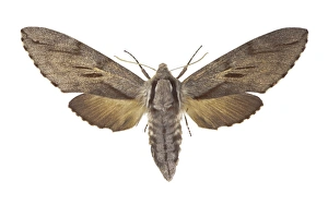 Pine Hawk Moth Drucke: Pine hawk moth C016 / 2281