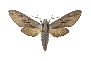 Pine Hawk Moth Drucke: Pine hawk moth C016 / 2282